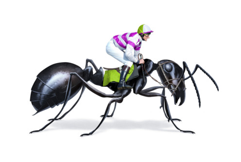 Racing Ant